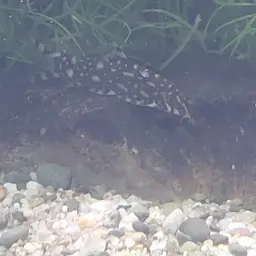 Polka-Dot Loach, photo 10