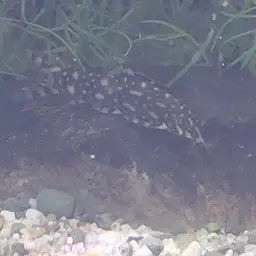 Polka-Dot Loach, photo 11