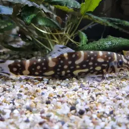 Polka-Dot Loach, photo 12