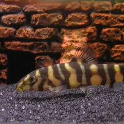 Ladder Loach, photo 1