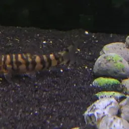 Ladder Loach, photo 2