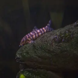 Ladder Loach, photo 3