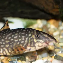 Ladder Loach, photo 4