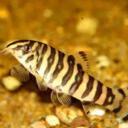 Ladder Loach, photo 5