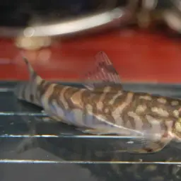 Ladder Loach, photo 6