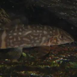 Ladder Loach, photo 7