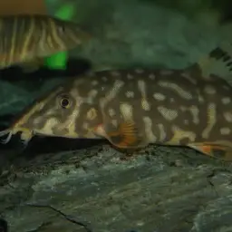 Ladder Loach, photo 8