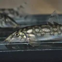 Ladder Loach, photo 9