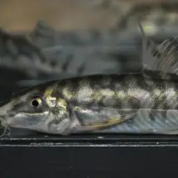 Ladder Loach, photo 10