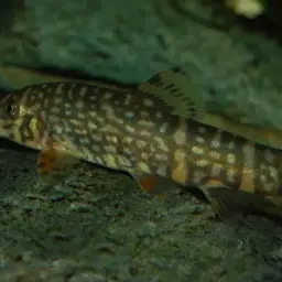 Ladder Loach, photo 11