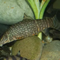 Ladder Loach, photo 12