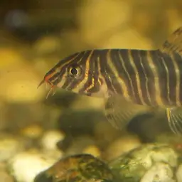 Zebra Loach, photo 1