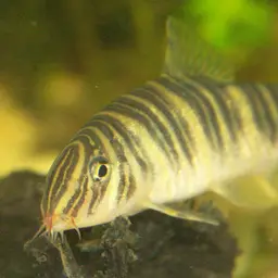 Zebra Loach, photo 2