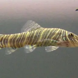 Zebra Loach, photo 3