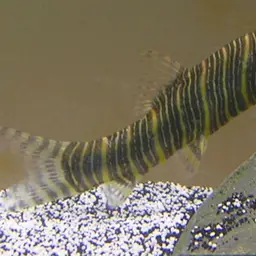 Zebra Loach, photo 4
