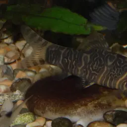 Zebra Loach, photo 5