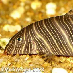 Zebra Loach, photo 6