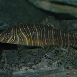 Zebra Loach, photo 7