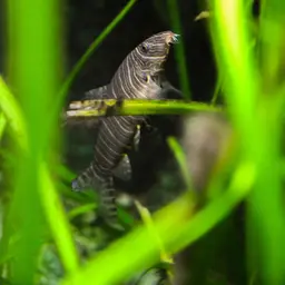 Zebra Loach, photo 8