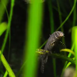 Zebra Loach, photo 9