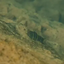 Zebra Loach, photo 10
