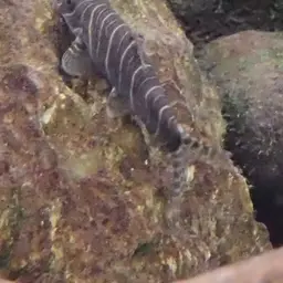 Zebra Loach, photo 11