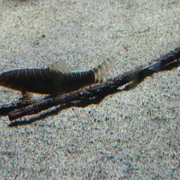 Zebra Loach, photo 12
