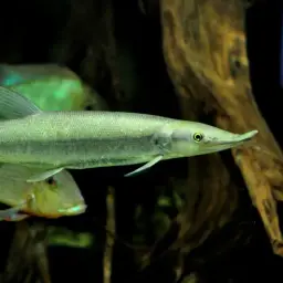 Pike Characin, photo 1