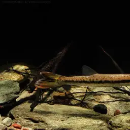 Pike Characin, photo 2