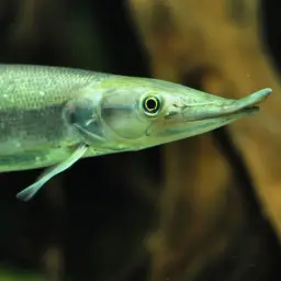 Pike Characin, photo 3