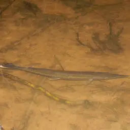 Pike Characin, photo 4
