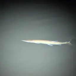 Pike Characin, photo 5