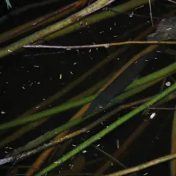 Pike Characin, photo 6