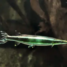 Striped Pike-characin, photo 1