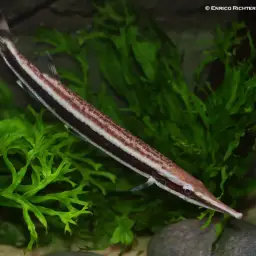 Striped Pike-characin, photo 2