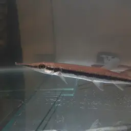Striped Pike-characin, photo 3