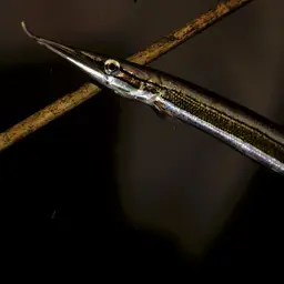 Striped Pike-characin, photo 5