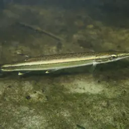 Striped Pike-characin, photo 6