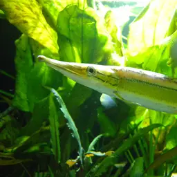 Striped Pike-characin, photo 7