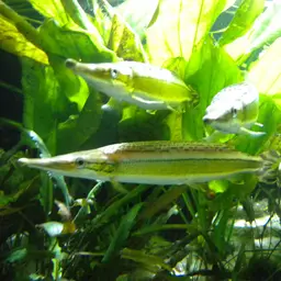 Striped Pike-characin, photo 8