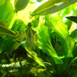 Striped Pike-characin, photo 9