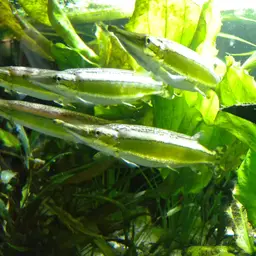 Striped Pike-characin, photo 10