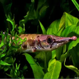 Golden Pike-characin, photo 2