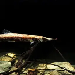 Golden Pike-characin, photo 4