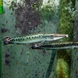 Spotted Pike-characin, photo 1