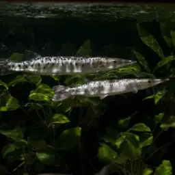 Spotted Pike-characin, photo 3