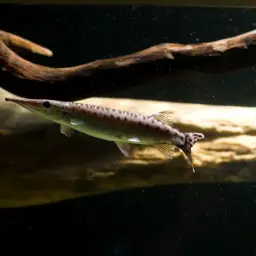 Spotted Pike-characin, photo 5