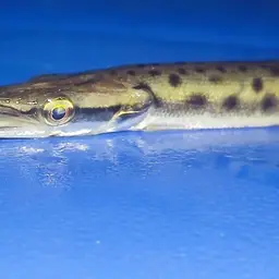 Spotted Pike-characin, photo 6
