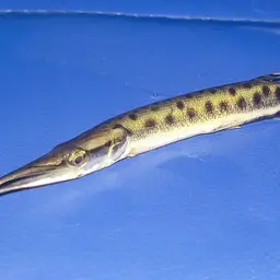 Spotted Pike-characin, photo 7