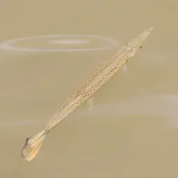 Spotted Pike-characin, photo 8